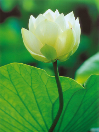 white-lotus.jpg
