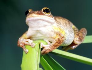 A Cuban tree frog (Image: John Pitcher/Design Pics Inc/Rex Features)