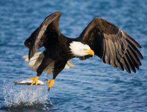 Lunch, anyone? (Image: Inaki Relanzon/naturepl.com)