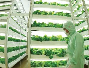 Farm of the future (Image: Junko Kimura/Getty Images)