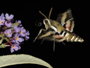 Sky spies make like a moth (Image: Malcolm Schuyl/FLPA)