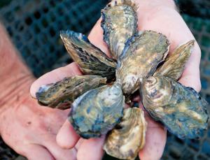Getting their own oyster cards (Image: Nick Rains/Alamy)