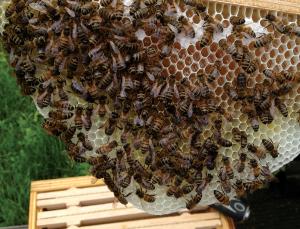Making a beeline for the honey (Image: Tristan Copley Smith)