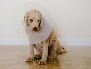 Hangdog (Image: Tara Romasanta/Flickr/Getty Images)