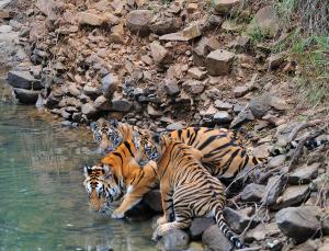 It's getting crowded round here (Image: Subhoranjan Sen)