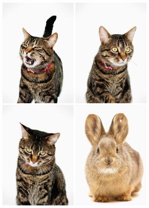 Who's the bunny? (Image: National Geographic/Getty Luxx Images; Rabbit: Joel Sartore)
