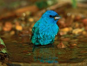 How blue you are, but how are you blue? (Image: Tom Vezo/Minden Pictures)