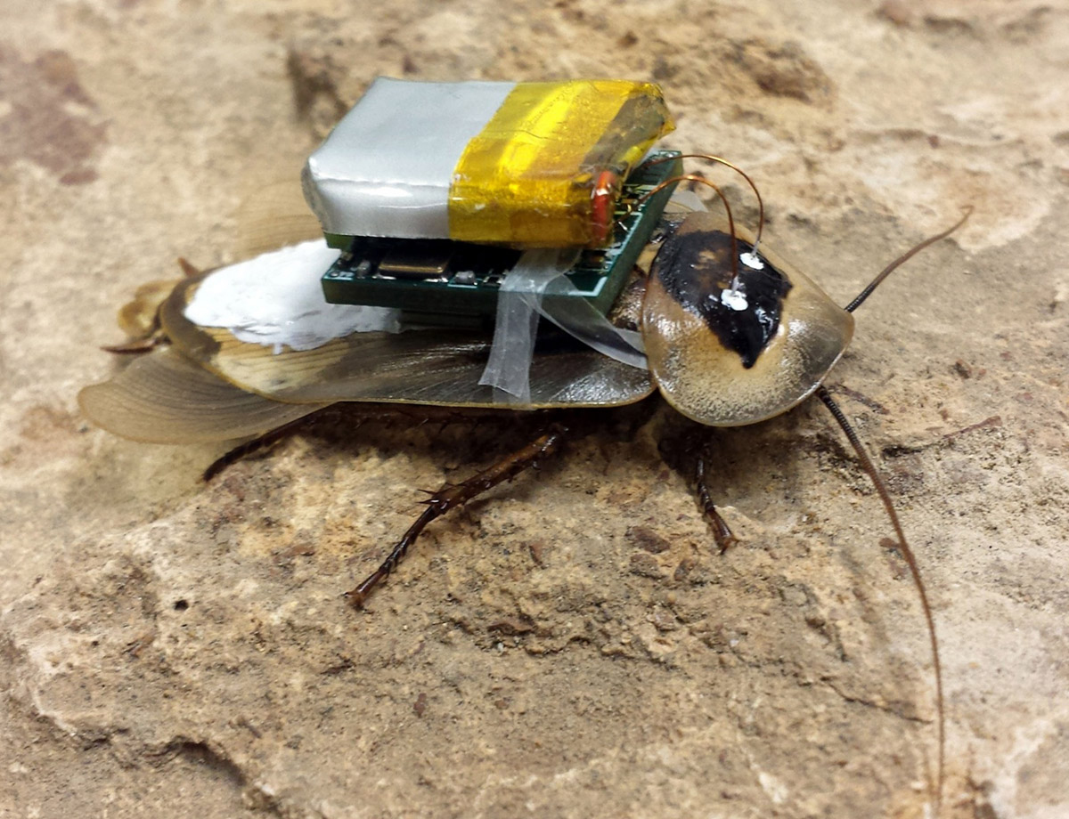 (Image: Carlos Sanchez, Mechanical Engineering, Texas A&amp;M University)