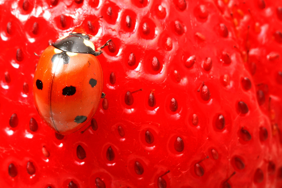 Sorry, you can no longer patent 3D-printed soap to kill the pests on your strawberries<br /><br />Ivan Mikhaylov/Alamy Stock Photo